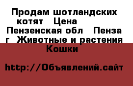 Продам шотландских котят › Цена ­ 5 000 - Пензенская обл., Пенза г. Животные и растения » Кошки   